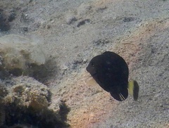 Acanthurus nigricauda