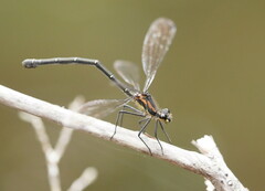 Austroargiolestes icteromelas