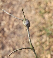 Zapatella quercusphellos