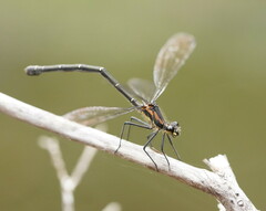 Austroargiolestes icteromelas