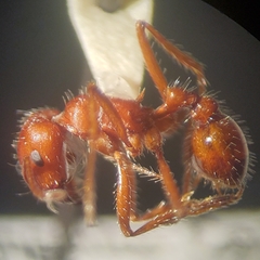 Pogonomyrmex subnitidus