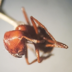 Pogonomyrmex subnitidus