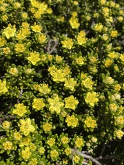 Asterolasia trymalioides