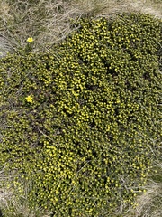 Asterolasia trymalioides