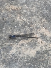 Argia translata
