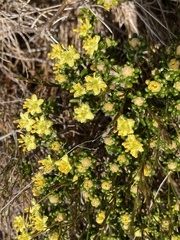 Asterolasia trymalioides