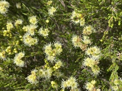 Kunzea muelleri