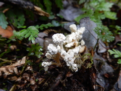 Cordyceps sinclairii