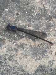 Argia translata