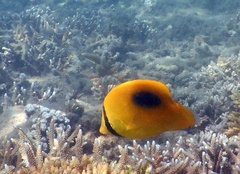Chaetodon speculum