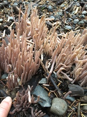 Alloclavaria purpurea
