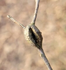 Zapatella quercusphellos