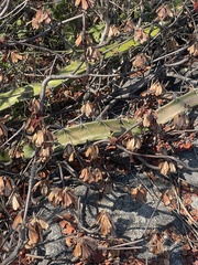 Acanthocereus tetragonus