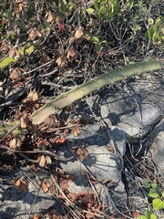 Acanthocereus tetragonus