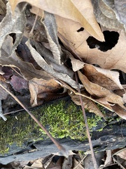 Entodon cladorrhizans