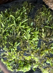 Entodon cladorrhizans