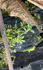 Entodon cladorrhizans