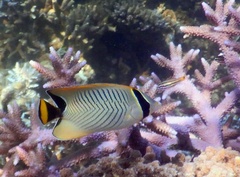 Chaetodon trifascialis