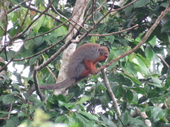 Plecturocebus discolor