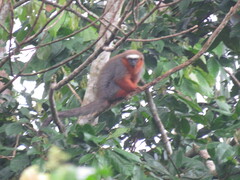 Plecturocebus discolor