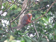 Plecturocebus discolor