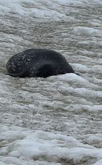 Leptonychotes weddellii