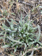 Arnebia hispidissima