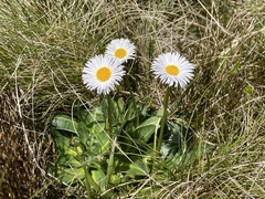 Brachyscome decipiens