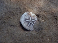 Jacksonaster depressum