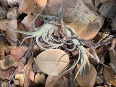 Tillandsia paucifolia