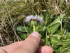 Brachyscome decipiens