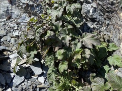 Eriocapitella vitifolia