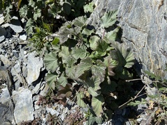 Eriocapitella vitifolia