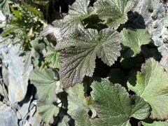 Eriocapitella vitifolia