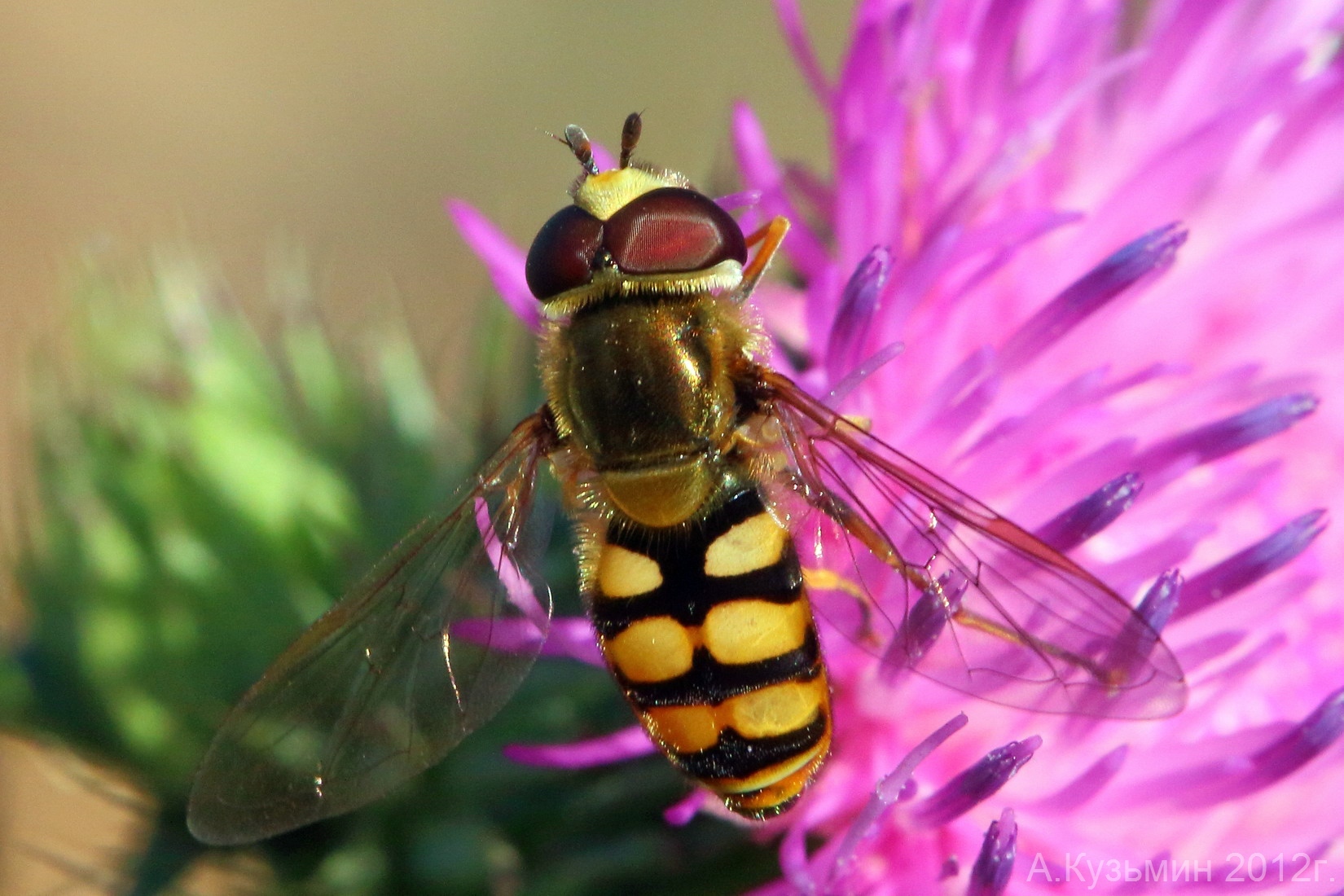 Eupeodes corollae