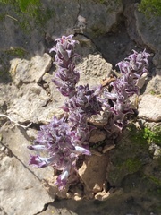 Aphyllon cooperi