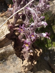 Aphyllon cooperi
