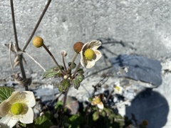 Eriocapitella vitifolia