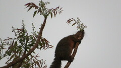 Callosciurus erythraeus