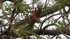 Callosciurus erythraeus