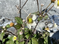 Eriocapitella vitifolia