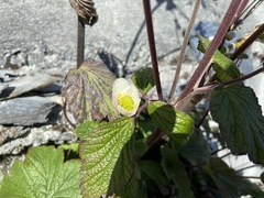 Eriocapitella vitifolia