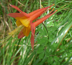 Aquilegia desertorum