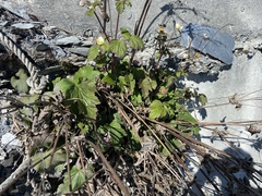 Eriocapitella vitifolia