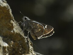 Atrytonopsis pittacus