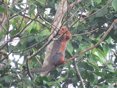 Plecturocebus discolor