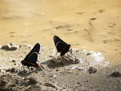 Mysoria affinis