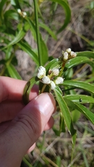 Ichthyothere terminalis