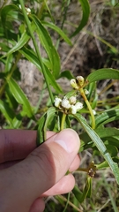 Ichthyothere terminalis