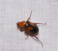 Phyllotocus bimaculatus